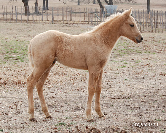 CD Diamond x Spooks Mariah - 2018 Colt